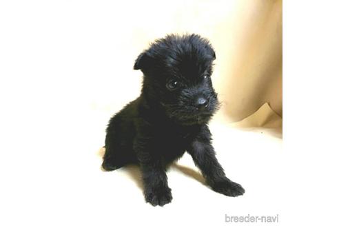 成約済の茨城県のミックス犬-176640の34枚目