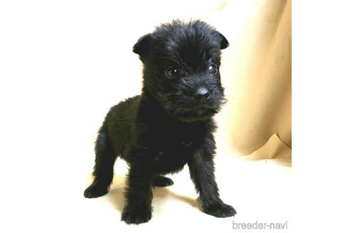 成約済の茨城県のミックス犬-176640の32枚目