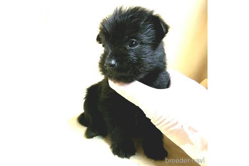 成約済の茨城県のミックス犬-176640の31枚目