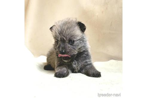 成約済の茨城県のミックス犬-176635の15枚目