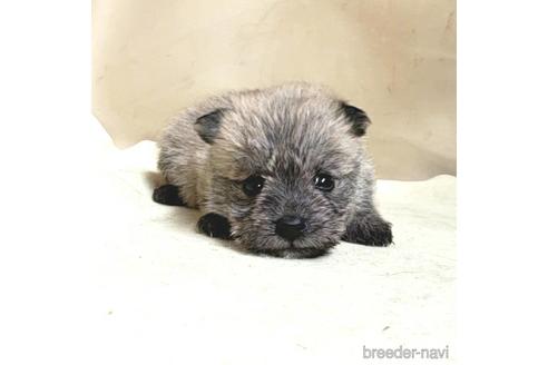 成約済の茨城県のミックス犬-176635の14枚目