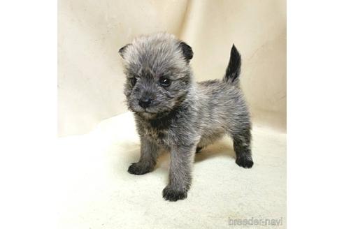 成約済の茨城県のミックス犬-176635の12枚目