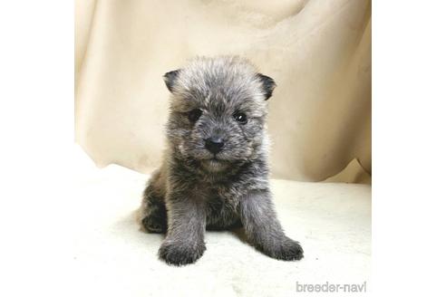 成約済の茨城県のミックス犬-176635の11枚目