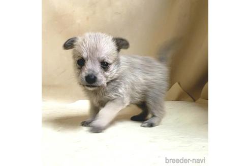 成約済の茨城県のミックス犬-176636の15枚目