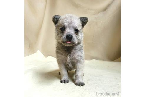 成約済の茨城県のミックス犬-176636の14枚目