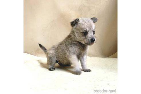 成約済の茨城県のミックス犬-176636の11枚目