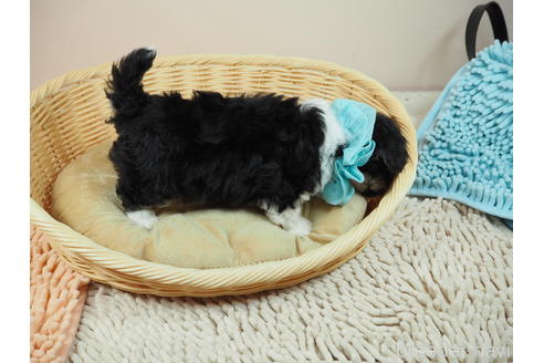 成約済の埼玉県のチワマル:チワワ×マルチーズ-175225の2枚目