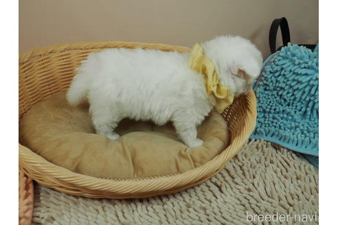 成約済の埼玉県のチワマル:チワワ×マルチーズ-175221の3枚目