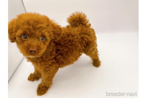 成約済の東京都のトイプードル-178317の4枚目