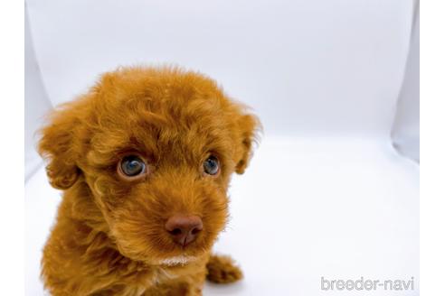 成約済の東京都のトイプードル-178317の5枚目