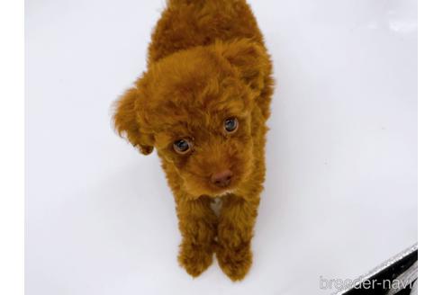 成約済の東京都のトイプードル-178317の6枚目