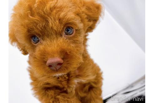 成約済の東京都のトイプードル-178317の7枚目