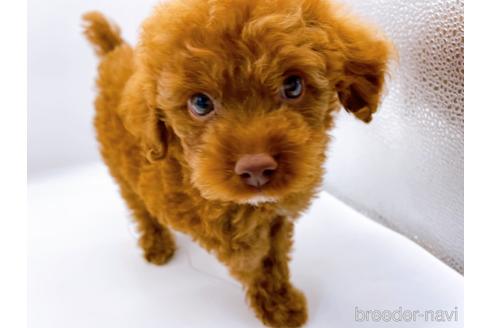 成約済の東京都のトイプードル-178317の8枚目