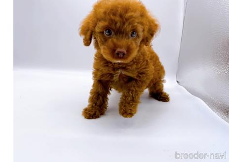 成約済の東京都のトイプードル-178317の9枚目