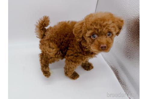 成約済の東京都のトイプードル-178317の2枚目