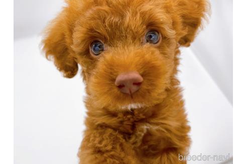 成約済の東京都のトイプードル-178317の1枚目