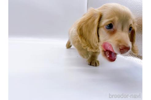 成約済の東京都のミニチュアダックスフンド(ロングヘアード)-179136の6枚目