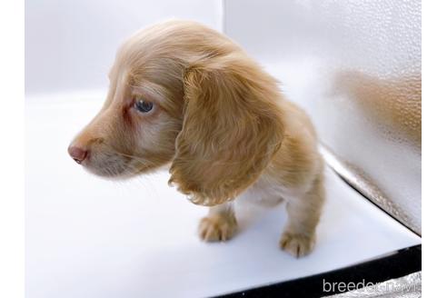 成約済の東京都のミニチュアダックスフンド(ロングヘアード)-179136の7枚目