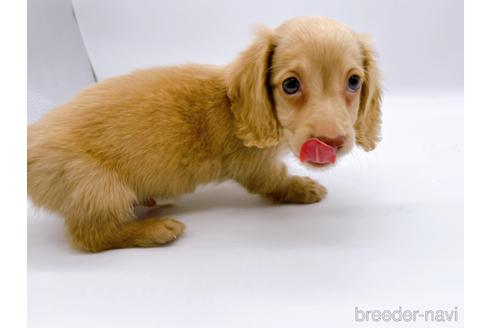 成約済の東京都のミニチュアダックスフンド(ロングヘアード)-179136の8枚目