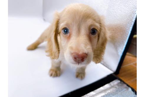 成約済の東京都のミニチュアダックスフンド(ロングヘアード)-179136の1枚目