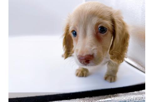 成約済の東京都のミニチュアダックスフンド(ロングヘアード)-179136の9枚目