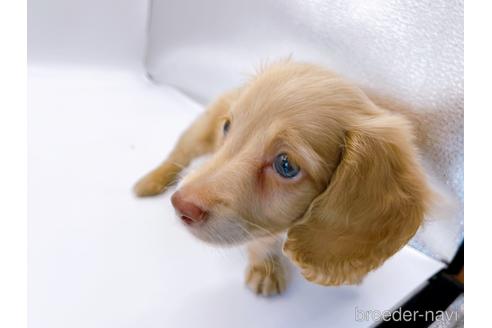 成約済の東京都のミニチュアダックスフンド(ロングヘアード)-179136の2枚目