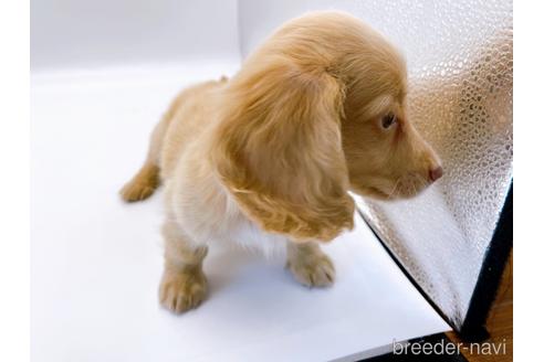 成約済の東京都のミニチュアダックスフンド(ロングヘアード)-179136の3枚目