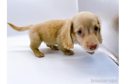 成約済の東京都のミニチュアダックスフンド(ロングヘアード)-179136の4枚目