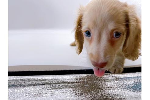 成約済の東京都のミニチュアダックスフンド(ロングヘアード)-179136の5枚目