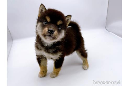 成約済の東京都の柴犬-178319の3枚目