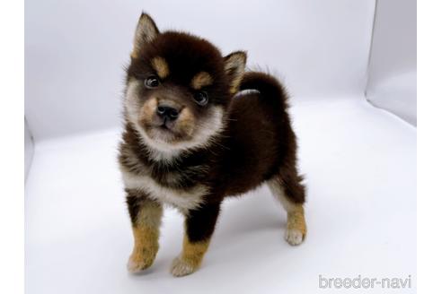 成約済の東京都の柴犬-178319の1枚目