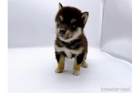 成約済の東京都の柴犬-178319の4枚目