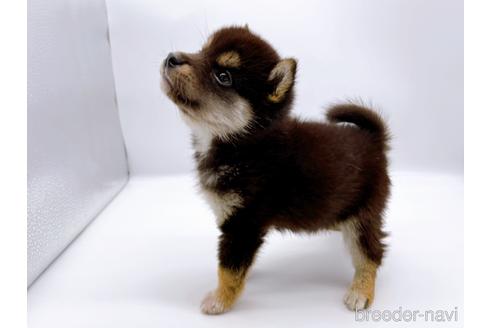 成約済の東京都の柴犬-178319の5枚目