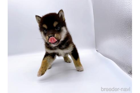 成約済の東京都の柴犬-178319の6枚目