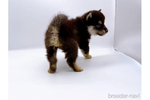 成約済の東京都の柴犬-178319の7枚目