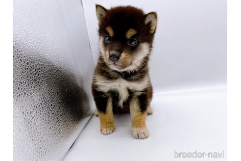 成約済の東京都の柴犬-178319の8枚目