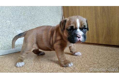 埼玉県のミックス犬 女の子 22 04 04生まれ レッド ホワイト 子犬id ブリーダーナビ