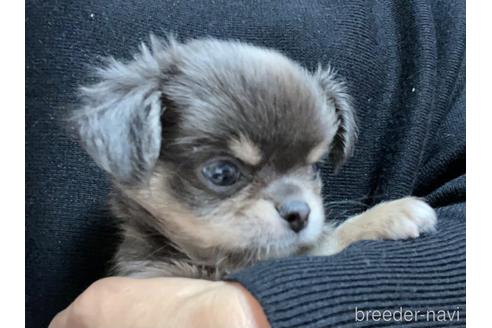 成約済の兵庫県のチワワ(ロングコート)-176708の6枚目