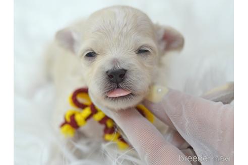 成約済の埼玉県のマルプー:マルチーズ×トイプードル-178117の26枚目