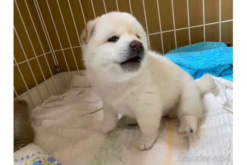 成約済の愛知県の柴犬-177381の3枚目