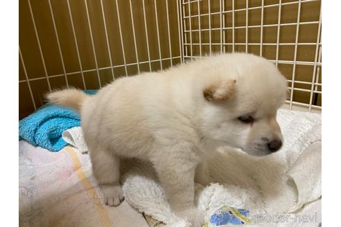 成約済の愛知県の柴犬-177381の5枚目