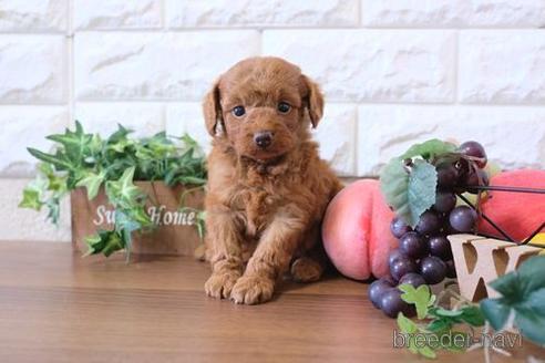 成約済の滋賀県のトイプードル-178085の1枚目