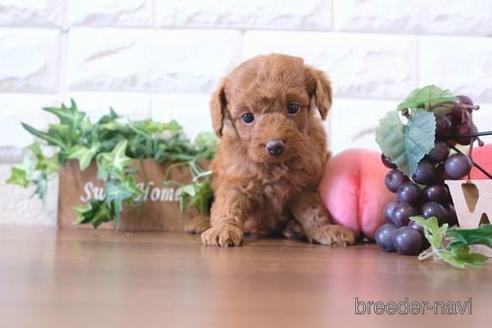 成約済の滋賀県のトイプードル-178085の5枚目