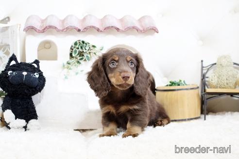 成約済の佐賀県のカニンヘンダックスフンド(ロングヘアード)-174272の1枚目