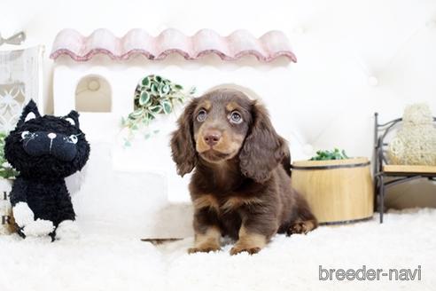 成約済の佐賀県のカニンヘンダックスフンド(ロングヘアード)-174272の5枚目