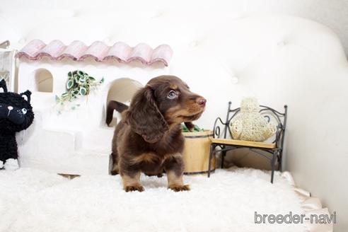 成約済の佐賀県のカニンヘンダックスフンド(ロングヘアード)-174272の3枚目