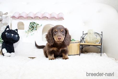 成約済の佐賀県のカニンヘンダックスフンド(ロングヘアード)-174272の2枚目