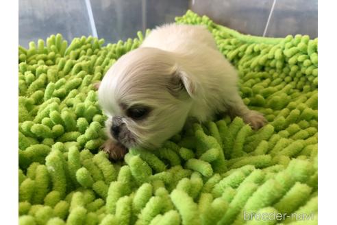 成約済の愛知県のペキニーズ-176353の16枚目