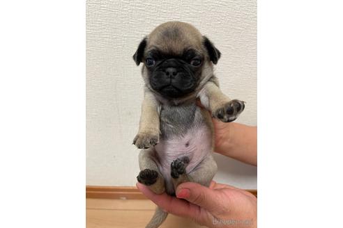 成約済の千葉県のパグ-178144の1枚目