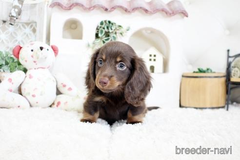 成約済の佐賀県のカニンヘンダックスフンド(ロングヘアード)-174280の1枚目